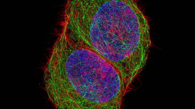 聊城共聚焦显微镜