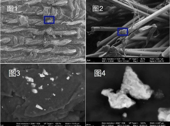 聊城蔡司聊城扫描电镜
